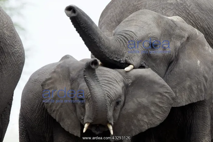 : elephants often scan their surroundings by sniffing the air : elephants often scan their surroundings by sniffing the air