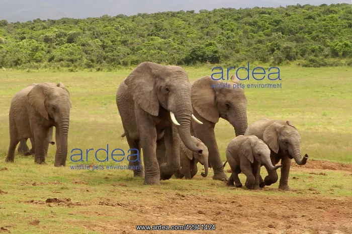: Elephants Scenting Water : Elephants Scenting Water