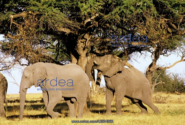 : ELEPHANTS - shaking down Camelthorn pods to eat : ELEPHANTS - shaking down Camelthorn pods to eat