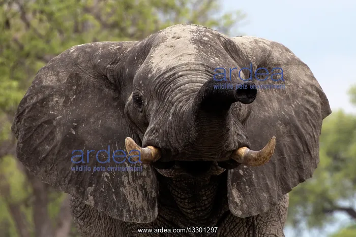 : Elephants use their trunk to scan environment. Kaudom Nation : Elephants use their trunk to scan environment. Kaudom Nation