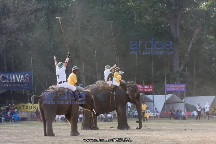 : Elephants victorious at the World Elephant Polo Terai Nepal : Elephants victorious at the World Elephant Polo Terai Nepal