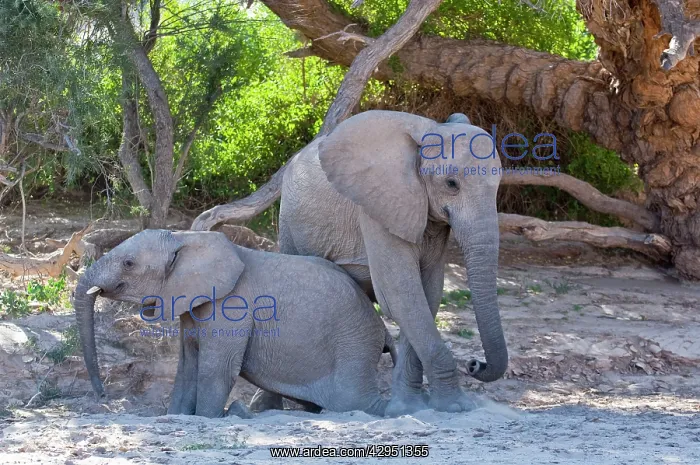: Elephants - young elephants getting up after resting : Elephants - young elephants getting up after resting