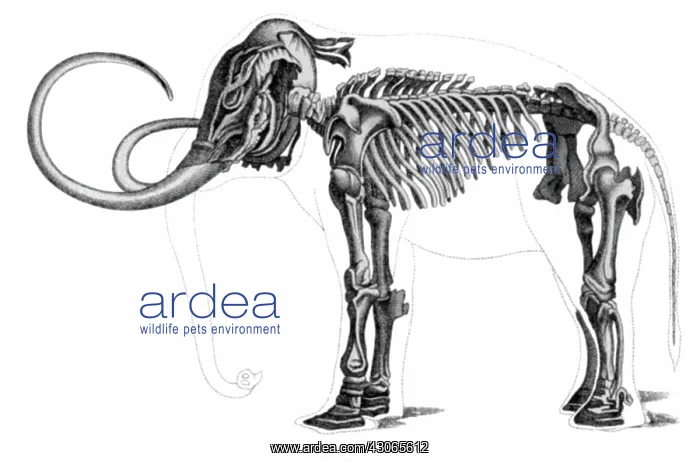 : Elephas, Extant Cenozoic Mammal : Elephas, Extant Cenozoic Mammal