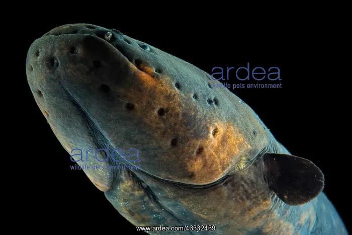 : Eletric eel (Electrophorus electricus), animal portrait : Eletric eel (Electrophorus electricus), animal portrait