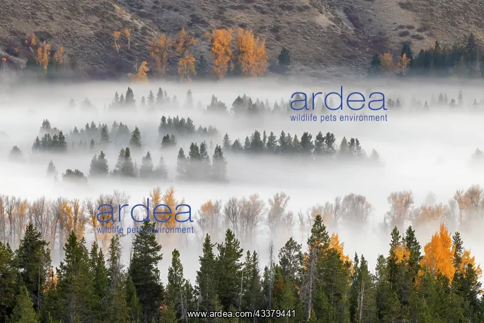 : Elevated view of aspen and cottonwood trees in morning : Elevated view of aspen and cottonwood trees in morning