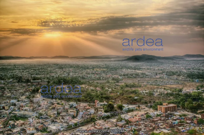 : Elevated view of city, Udaipur, India : Elevated view of city, Udaipur, India
