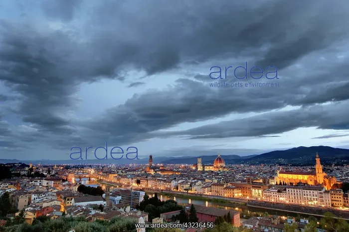 : Elevated view of Florence Italy at dawn : Elevated view of Florence Italy at dawn