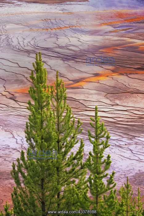 : Elevated view of Grand Prismatic spring and colorful : Elevated view of Grand Prismatic spring and colorful