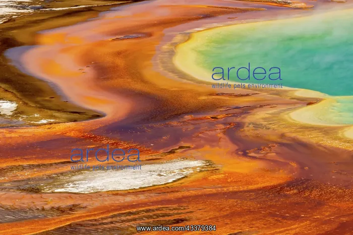 : Elevated view of patterns in bacterial mat around : Elevated view of patterns in bacterial mat around