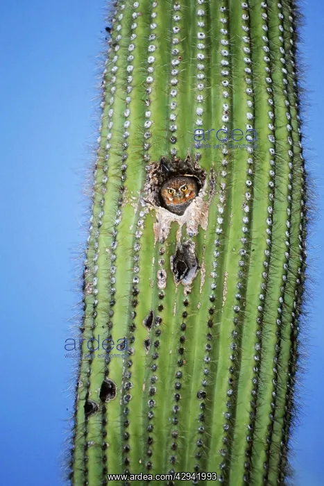  : Elf Owl (Micrathene whitneyi). USA