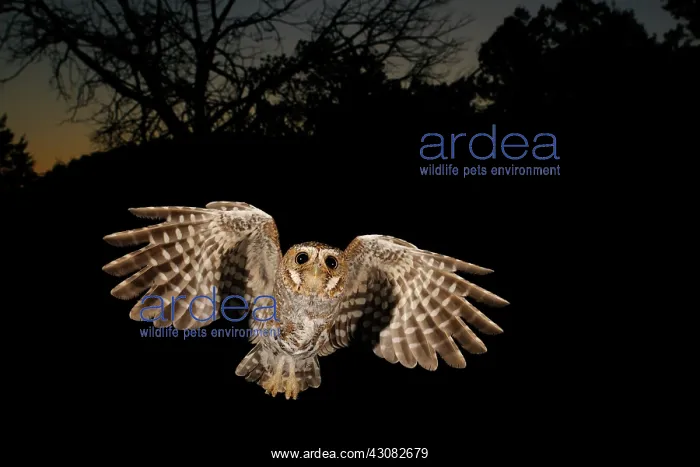 : Elf Owl. An elf owl in flight at dusk : Elf Owl. An elf owl in flight at dusk