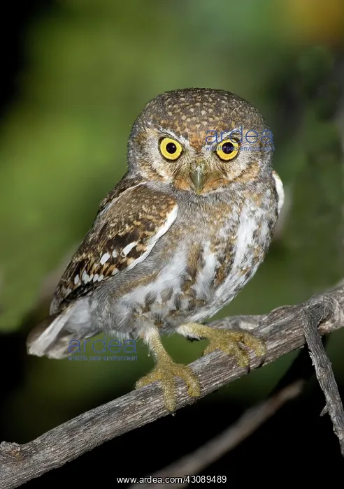 : Elf Owl (Micrathene whitneyi) : Elf Owl (Micrathene whitneyi)