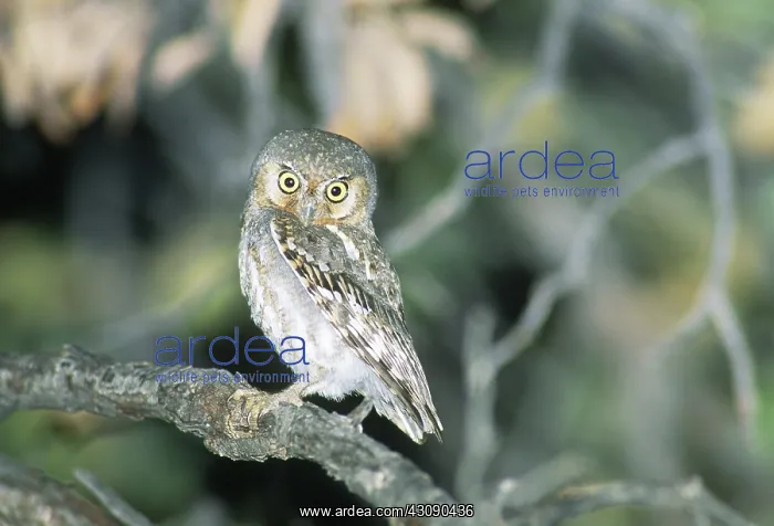 : Elf Owl. Elf owl (Micrathene whitneyi) in Arizona : Elf Owl. Elf owl (Micrathene whitneyi) in Arizona