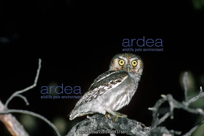  : Elf Owl (Micrathene M. whitneyi)