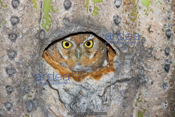 : Elf Owl - In nest cavity in saguaro - Carnegiea gigantea : Elf Owl - In nest cavity in saguaro - Carnegiea gigantea