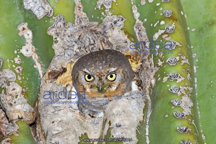 : Elf Owl. In nest cavity in saguaro, Carnegiea gigantea : Elf Owl. In nest cavity in saguaro, Carnegiea gigantea