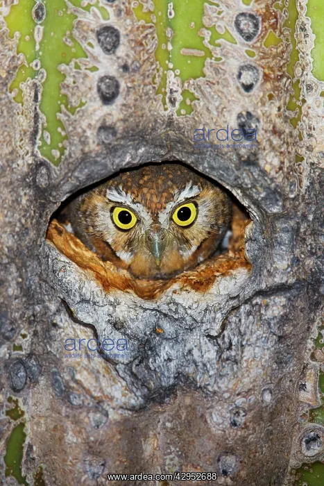 : Elf Owl - in nest cavity in Saguaro (Carnegiea gigantea) : Elf Owl - in nest cavity in Saguaro (Carnegiea gigantea)