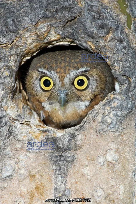  : Elf Owl nesting in tree cavity