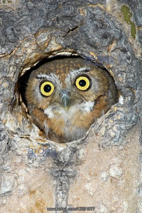 : Elf Owl nesting in tree cavity : Elf Owl nesting in tree cavity