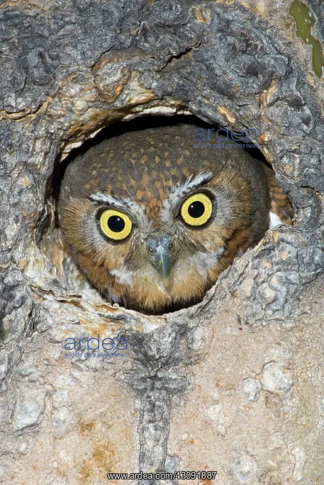 : Elf Owl nesting in tree cavity : Elf Owl nesting in tree cavity