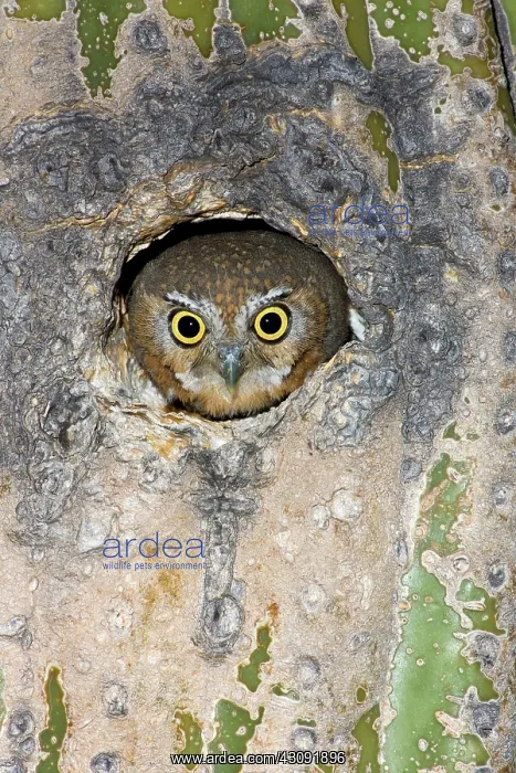 : Elf Owl nesting in tree cavity : Elf Owl nesting in tree cavity