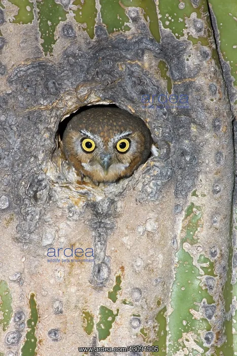 : Elf Owl nesting in tree cavity : Elf Owl nesting in tree cavity
