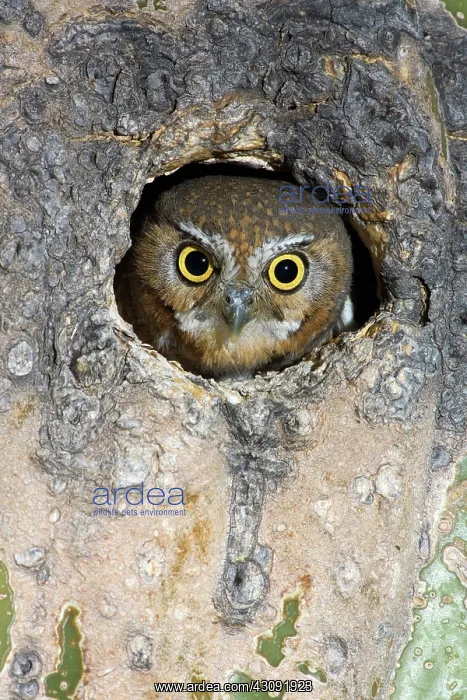  : Elf Owl nesting in tree cavity