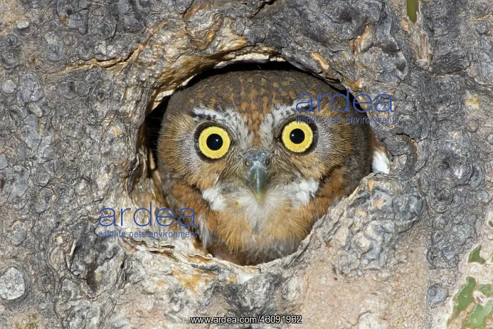: Elf Owl nesting in tree cavity : Elf Owl nesting in tree cavity