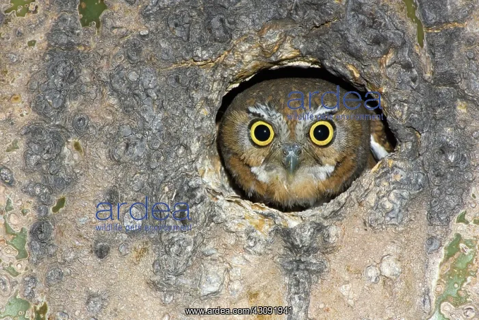 : Elf Owl nesting in tree cavity : Elf Owl nesting in tree cavity