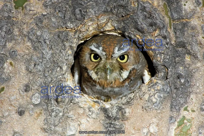 : Elf Owl nesting in tree cavity : Elf Owl nesting in tree cavity