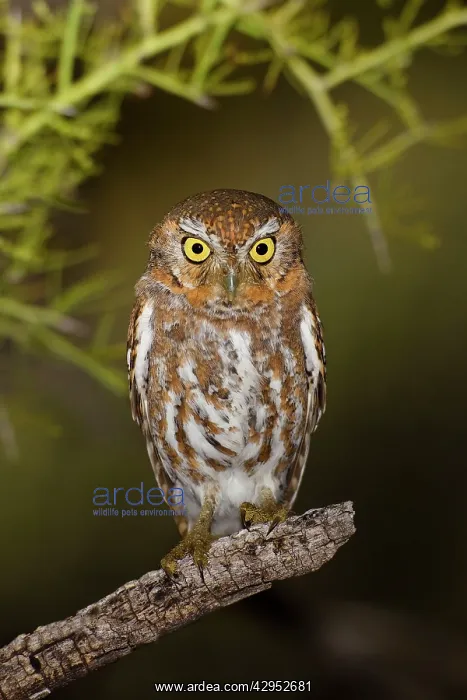 : Elf Owl. Outside nest site : Elf Owl. Outside nest site