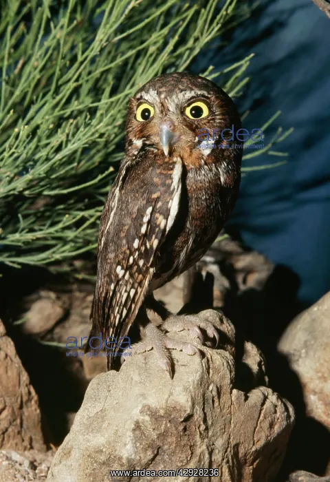 : Elf OWL - rotating, turning head : Elf OWL - rotating, turning head