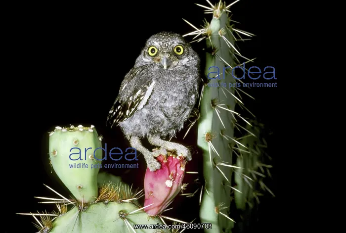  : Elf Owlet. Elf owlet (Micrathene whitneyi) on a cactus in Saguaro National Monument