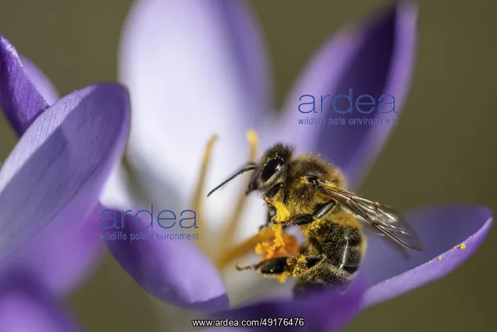 : Elfin crocus (Crocus tommasinianus) with honey bee (Apis mellifera) : Elfin crocus (Crocus tommasinianus) with honey bee (Apis mellifera)