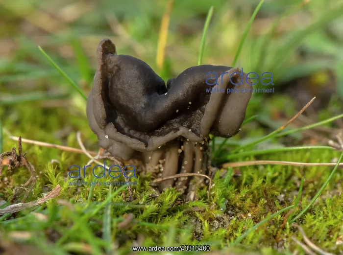 : Elfin saddle, Helvella lacunosa, growing in sand : Elfin saddle, Helvella lacunosa, growing in sand