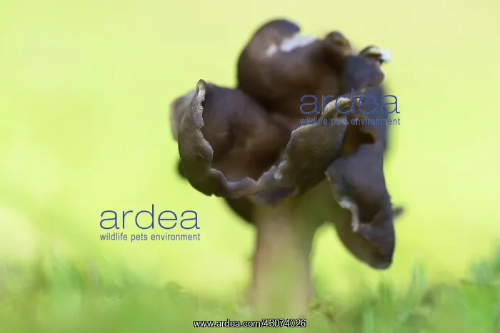 : Elfin Saddles subspecies : Elfin Saddles subspecies