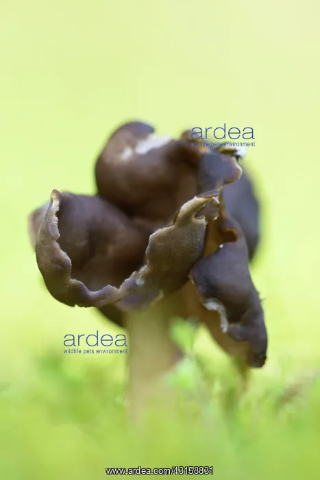 : Elfin Saddles subspecies : Elfin Saddles subspecies