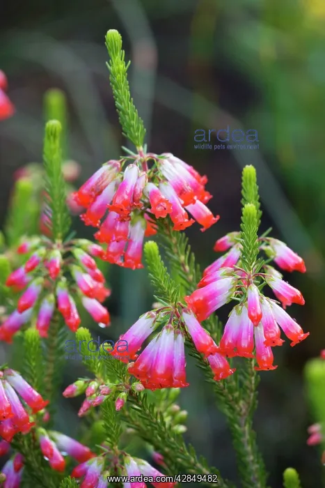 : Elim heath - endemic : Elim heath - endemic