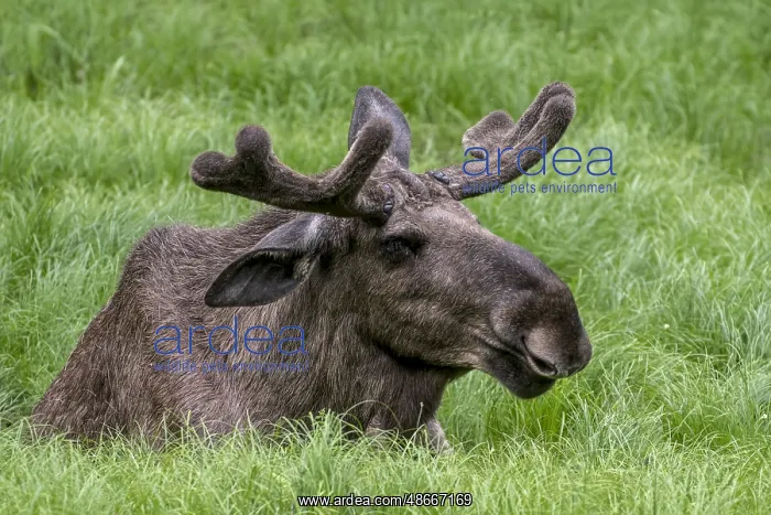 : Elk (Alces alces) Bull with antlers, covered with velvet : Elk (Alces alces) Bull with antlers, covered with velvet