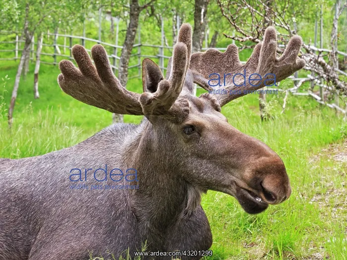 : Elk (Alces alces), bull, portrait, captive, Troms : Elk (Alces alces), bull, portrait, captive, Troms