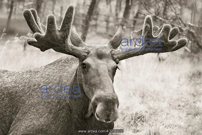 : Elk (Alces alces), bull, portrait, captive, Troms : Elk (Alces alces), bull, portrait, captive, Troms
