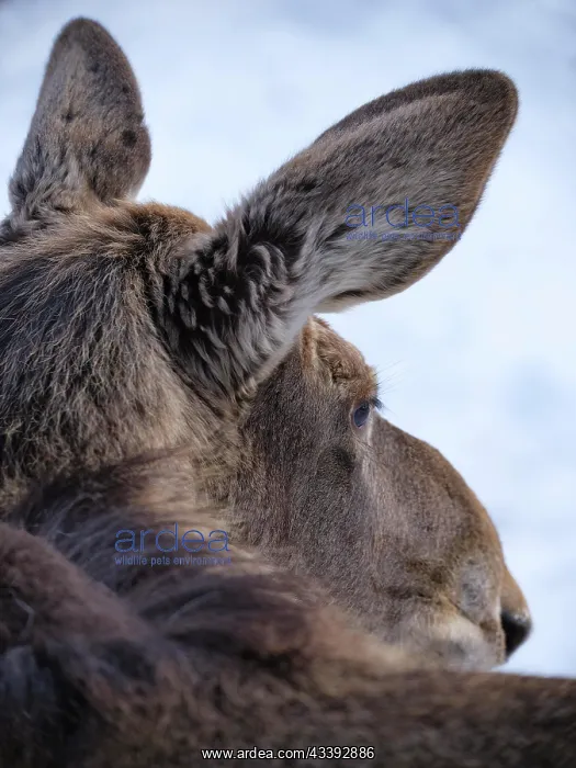 : Elk (Alces alces) (C) : Elk (Alces alces) (C)