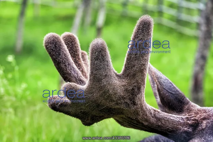 : Elk (Alces alces), captive, close-up of antlers : Elk (Alces alces), captive, close-up of antlers