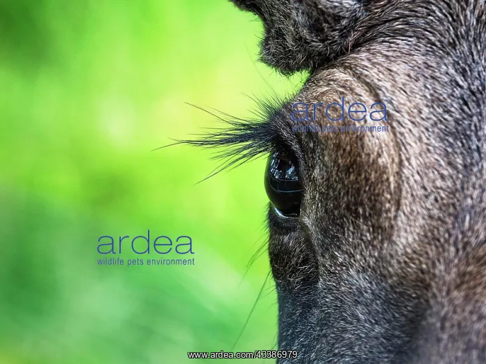 : Elk (Alces alces), captive, close-up of eye and : Elk (Alces alces), captive, close-up of eye and