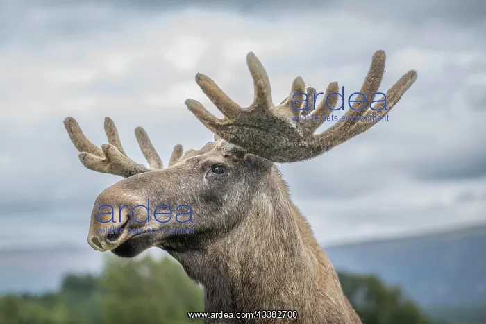 : Elk (Alces alces), captive, close-up, Highland W : Elk (Alces alces), captive, close-up, Highland W