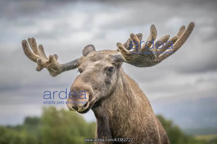 : Elk (Alces alces), captive, close-up, Highland W : Elk (Alces alces), captive, close-up, Highland W