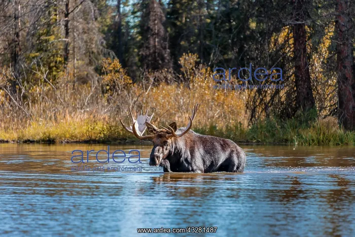 : Elk (Alces alces), male elk runs in a lake, Grand : Elk (Alces alces), male elk runs in a lake, Grand