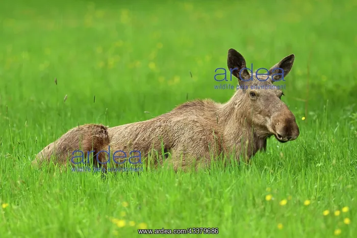 : Elk (Alces alces), sitting in meadow, captive, Switzerland : Elk (Alces alces), sitting in meadow, captive, Switzerland