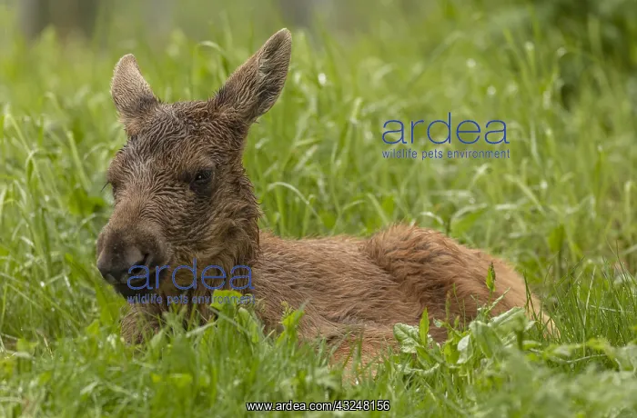 : Elk, Alces alces, in woodland clearing, boreal woodland : Elk, Alces alces, in woodland clearing, boreal woodland