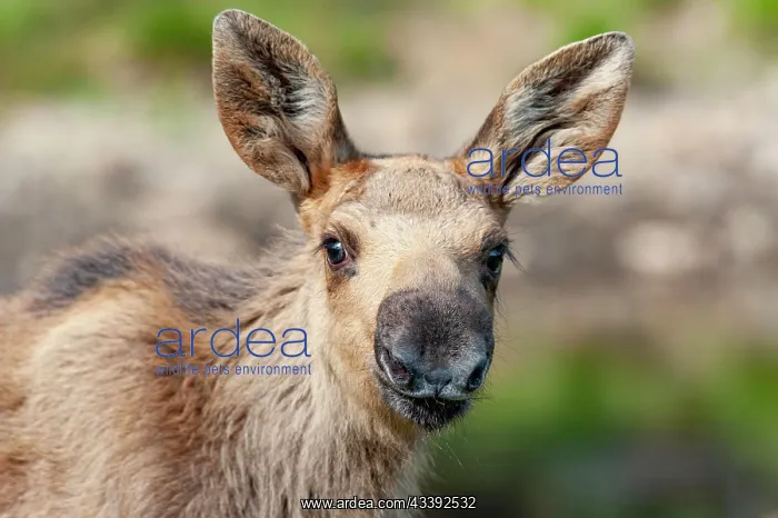 : Elk (Alces alces), young animal, portrait, Smaland : Elk (Alces alces), young animal, portrait, Smaland